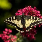 Kan jeg bruge min overfræser til at lave forskellige typer samlinger, som f.eks. not og fjer eller fingerfuger?