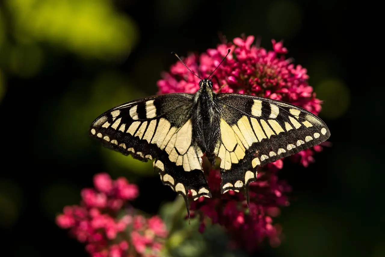 Kan jeg bruge min overfræser til at lave forskellige typer samlinger, som f.eks. not og fjer eller fingerfuger?